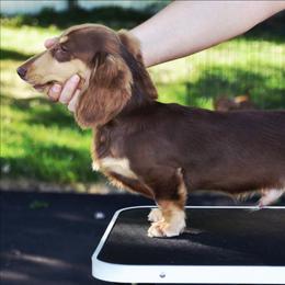 Dachshund puppies from DesForges Dachshunds.