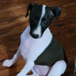 Girl 1 - White and black female Italian Greyhound puppy in Ohio from Crosswinds Farm Italian Greyhounds
