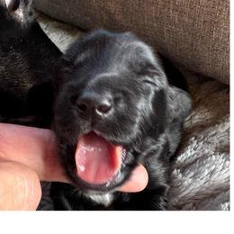 Girl 3 - Black female Dachshund puppy in Summit, South Carolina from Doxies4Paws
