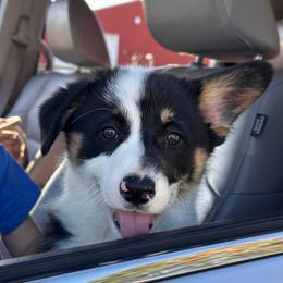 Crosby - Black and tan male Pembroke Welsh Corgi puppy in New Auburn, Wisconsin from Cordell Corgis