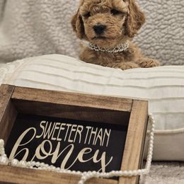 Goldendoodle Puppies from Pemberley Puppies