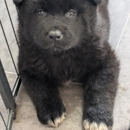 Akita Puppies from Akita Kai Magic