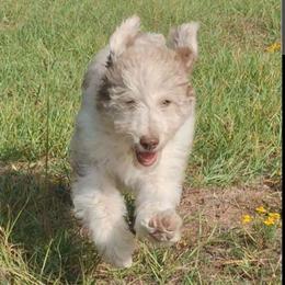 Eloise - Red merle female Aussiedoodle puppy in Grand Saline, Texas from Aussies Acre