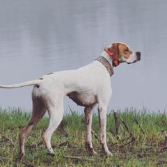 Pointers from Prosperity Pointers