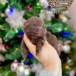 Ashley - Chocolate male Pomeranian puppy in Eagle Pass, Texas from Texas Tumbleweed Poms