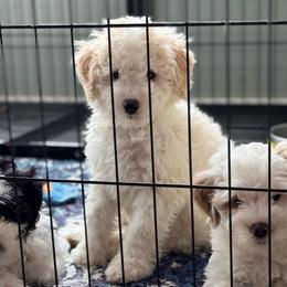Sherbet - White male Sheepadoodle puppy in Wharton, Texas from Little Fur Friends