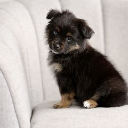 Australian Shepherd, Miniature American Shepherd, Miniature Australian Shepherd, and Toy Australian Shepherd Puppies from Painted Blue Aussies