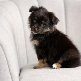 Australian Shepherd, Miniature American Shepherd, Miniature Australian Shepherd, and Toy Australian Shepherd Puppies from Painted Blue Aussies