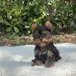 Sebastián - Black and gold male Yorkshire Terrier puppy in North Naples, Florida from Moon Ranch Puppies