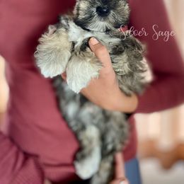 Johnny - Salt and pepper male Miniature Schnauzer puppy in Weston, Idaho from Silver Sage Schnauzers