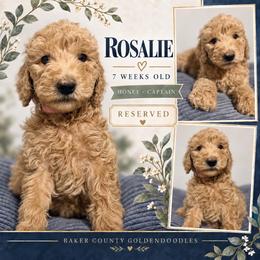Rosalie - Cream female Goldendoodle puppy in Macclenny, Florida from Baker County Goldendoodles