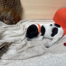 Orange - Black roan male German Shorthaired Pointer puppy in Roodhouse, Illinois from Hurricane Creek Gun Dogs