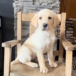 Labrador Retriever Puppies from Crown Royal hunting Labs