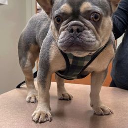French Bulldogs from 330 Ohio Kennel