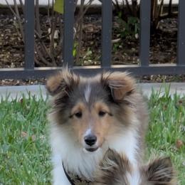 Shetland Sheepdogs from Belknap Shelties