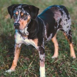 Catahoula Leopard Dogs from North Country Catahoulas