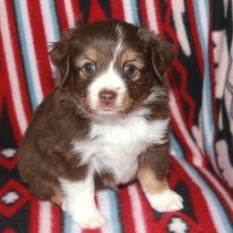 Rocky - Red tri male Toy Australian Shepherd puppy in Ionia, Iowa from Sapphire Stables