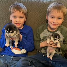 Pomsky and Siberian Husky Puppies from Hemlock Pines Pomsky