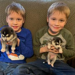Pomsky and Siberian Husky Puppies from Hemlock Pines Pomsky