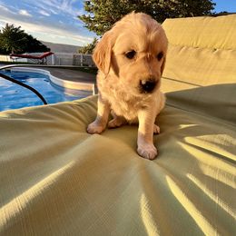 Kanina - Light golden Golden Retriever puppy in Lewiston, Idaho from Twin River Goldens
