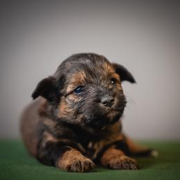 Sable Sadie - Sable female Schnoodle puppy in Caldwell, Idaho from Boise Doodle Co.