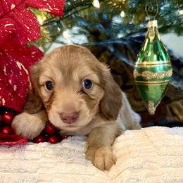 (AKC) George - Cream male Dachshund puppy in Valley Springs, California from Renberg's Elite Dachshunds