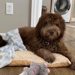 Poodle Puppies from White Park Poodles