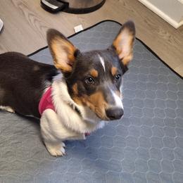 Skye - Blue female Pembroke Welsh Corgi puppy in Purcellville, Virginia from Rhone River Farm Pembroke Welsh Corgis