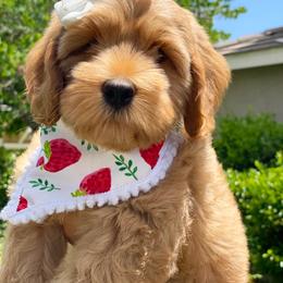 Australian Labradoodle Puppies from Pixie Doodle Paws