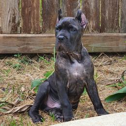 Boy 1 - Black brindle male Cane Corso puppy in Granbury, Texas from Revolutions Kennel