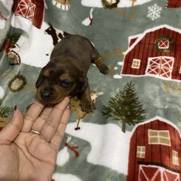 Blue - Dapple male Dachshund puppy in Magnolia, Texas from Carrie’s Countryside Dachshunds
