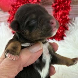 Rusty - Liver male Miniature Schnauzer puppy in Sylvania, Georgia from Southern Sky Miniature Schnauzers