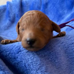 Purple collar - Red  female Poodle puppy in Huntsville, Alabama from Flint River Poodles