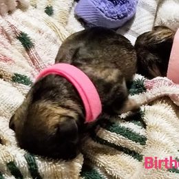 Miniature Schnauzer Puppies from Donna's Miniature Schnauzers