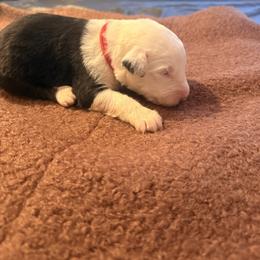 Zus - Black and white male Old English Sheepdog puppy in Acton, California from Fab OES