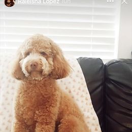 Goldendoodle All Grown Up from itsagoldendoodlething.com