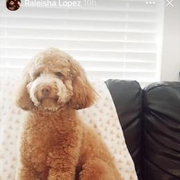 Goldendoodle All Grown Up from itsagoldendoodlething.com