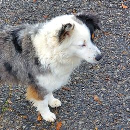 Aussiedoodles, Australian Shepherds, Miniature Australian Shepherds, and Poodles from Distinguished Doodles and More