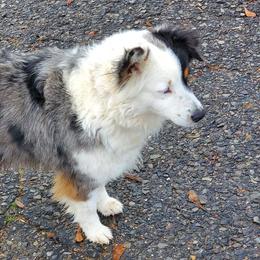 Aussiedoodles, Australian Shepherds, Miniature Australian Shepherds, and Poodles from Distinguished Doodles and More