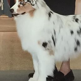 Australian Shepherds and Border Collies from Spotlights Australian shepherds and Border collies