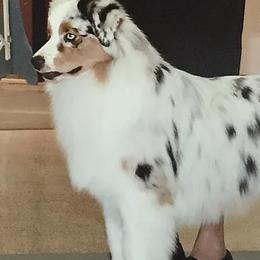 Australian Shepherds and Border Collies from Spotlights Australian shepherds and Border collies