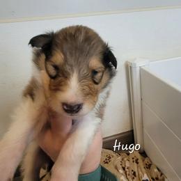 Hugo - Sable and white male Collie puppy in Mattoon, Illinois from Gold Leaf Collies