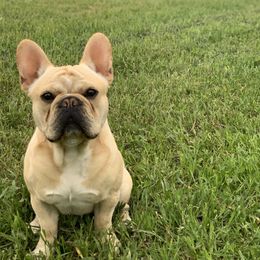 Louie - French Bulldog