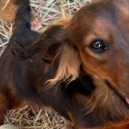 Winston - Dachshund