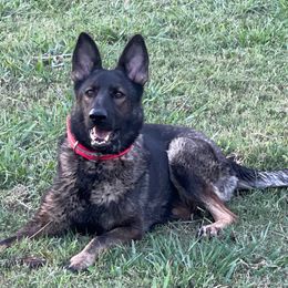 Allie - German Shepherd