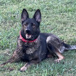 Allie - German Shepherd