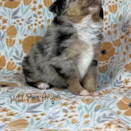 Miniature Australian Shepherd and Toy Australian Shepherd Puppies from Pistol Paws Aussies
