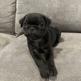 Pug Puppies from Hailey's Pugs