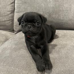 Pug Puppies from Hailey's Pugs
