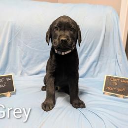 Grey - Black male Labrador Retriever puppy in Parma, Idaho from Campbell Valley Labradors